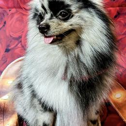 Companion Crosses and Pomeranians from West Coast Diva Pupz