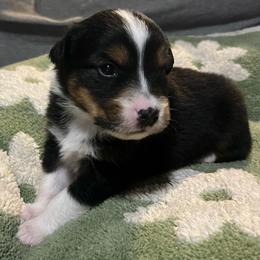 Batman - Black tri-color male Australian Shepherd puppy in Hemet, California from Perfect Companion Aussie's
