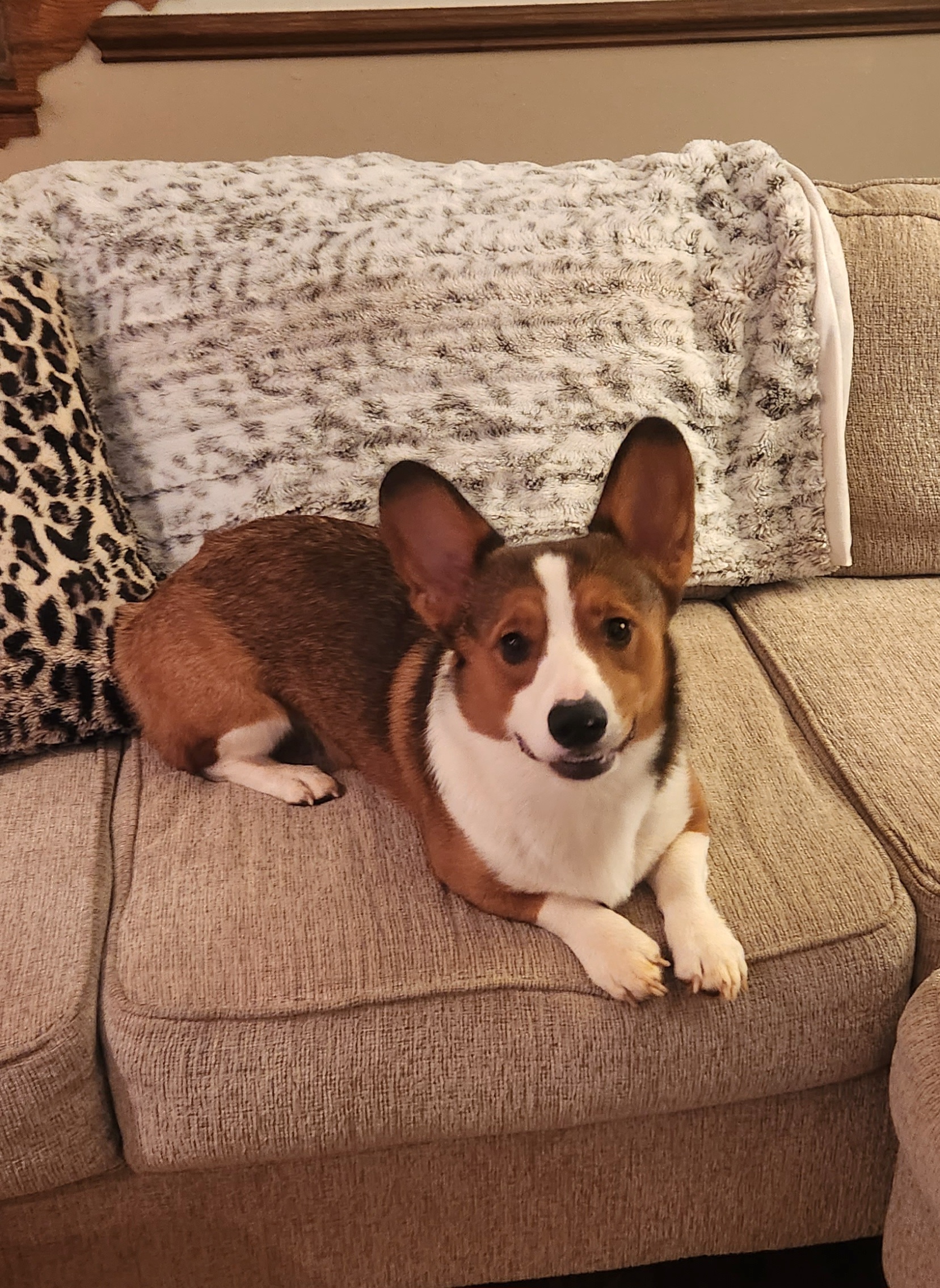 Cash - Pembroke Welsh Corgi