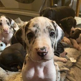 Great Dane Puppies from Galactic Danes