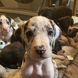 Great Dane Puppies from Galactic Danes