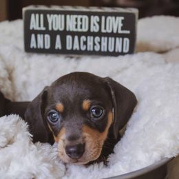 Dachshund Puppies from Hoosier Little Wieners