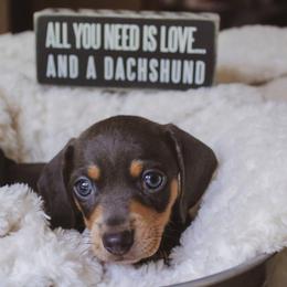 Dachshund Puppies from Hoosier Little Wieners