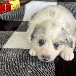 Border Collie Puppies from South Florida Stock Dogs