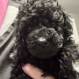 Christian - Black male Poodle puppy in Bessemer City, North Carolina from JJs Puppies of the Carolinas
