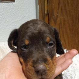 Doberman Pinscher Puppies from Stand Alone European Dobermans