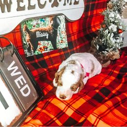 Girl 1 - Poodle puppy in Jasper, Alabama from Standard Poodles and Doodles of Alabama