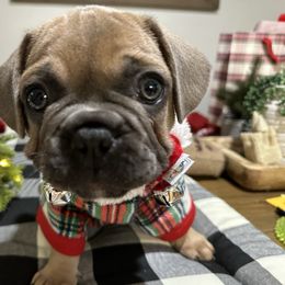 French Bulldog Puppies from Belle Isle Bullies