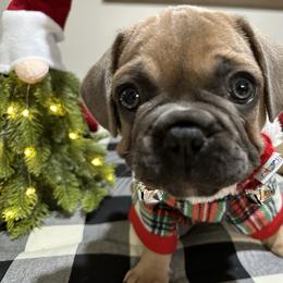 French Bulldog Puppies from Belle Isle Bullies