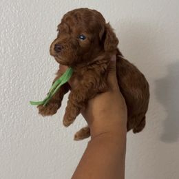 Charm - Red  male Poodle puppy in Bakersfield, California from Underground kennels