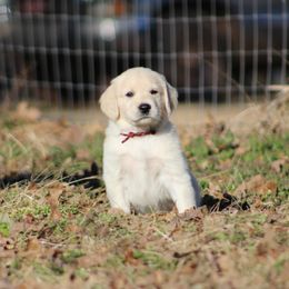 Golden Retriever Puppies from Golden Barnes Kennel