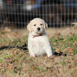 Golden Retriever Puppies from Golden Barnes Kennel