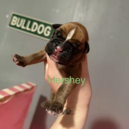 Green - Fawn male Boxer puppy in Louisville, Kentucky from Nelson’s Fancy Frenchies and Bulldogs