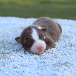 Leo - Red tri male Toy Australian Shepherd puppy in Bauxite, Arkansas from J and B Mini Aussies