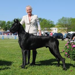 Connor - Great Dane