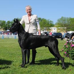 Connor - Great Dane