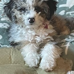 Jasmine - Blue merle female Aussiedoodle puppy in Grants Pass, Oregon from Down Under Doodles
