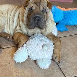 Girl 1 - Red fawn female Chinese Shar-Pei puppy in Fairfield, Texas from Majesty SharPei