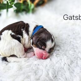 Gatsby - Brown and white male Bernedoodle puppy in Gaylord, Michigan from Dog Mom Co. Doodles