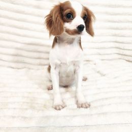 Tostitos - Blenheim male Cavalier King Charles Spaniel puppy in Wilburton, Oklahoma from My Kids Kennel