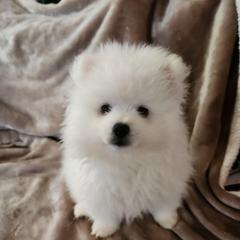 Frankie (Toy) - White male American Eskimo Dog puppy in Smithton, Illinois from Cortner Farms American Eskimo's