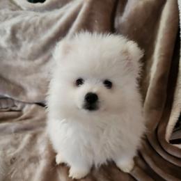 Frankie (Toy) - White male American Eskimo Dog puppy in Smithton, Illinois from Cortner Farms American Eskimo's