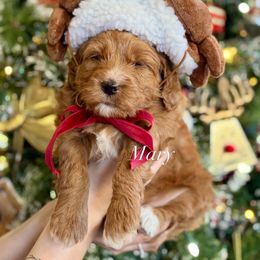 Mary (green collar) - Red  female Goldendoodle puppy in Murfreesboro, Tennessee from Cherry Lane Farm Doodles