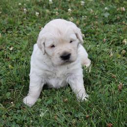 Milbo - Light golden male Golden Retriever puppy in Fredericksburg, Ohio from Golden family companion's
