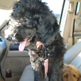 Onyx - Goldendoodle puppy in Salem, Alabama from Oddles Of Doodles