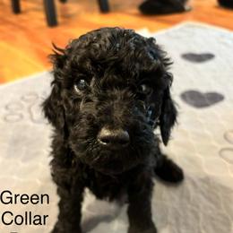 Green Collar Boy - Black male Poodle puppy in Grandview, Tennessee from FurEver Poodles