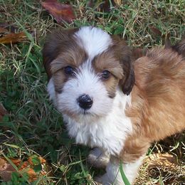 Tibetan Terriers from Domani Tibetan Terrier