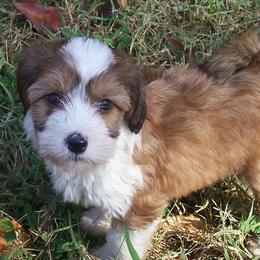 Tibetan Terriers from Domani Tibetan Terrier
