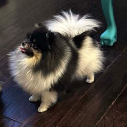 Jetta - Pomeranian