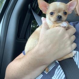 Chihuahua Puppies from Sophia Jade's Chi Brigade