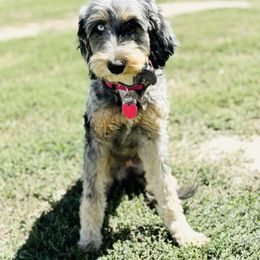 Bernedoodle Puppies from Salty Point Doodles