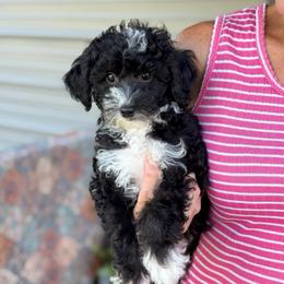 Phillip - Black and white male Sheepadoodle puppy in Wharton, Texas from Little Fur Friends