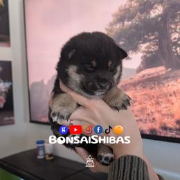 WHISKY - Black and tan male Shiba Inu puppy in Minnesota from BonsaiShibas