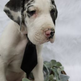 Great Dane Puppies from Cook’s Gentle Giants