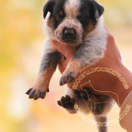 Nico (ASDR) - Blue speckled male Australian Cattle Dog puppy in Marana, Arizona from Impact 3rd Australian Cattle Dogs