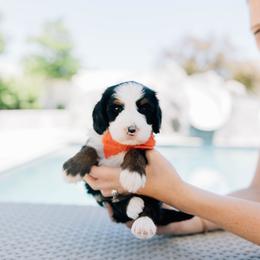 Solstice - Tri-color male Bernedoodle puppy in Murray, Utah from Sun Valley Doodles