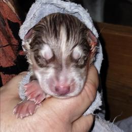 1 - Red and white female Siberian Husky puppy in Heppner, Oregon from Yuki Ookami Show Kennel