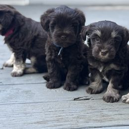 Miniature Schnauzers from Truffle Tail Schnauzers
