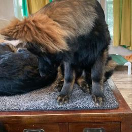 German Shepherd Puppies from Vom Hiatt German Shepherds