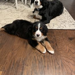 Bernese Mountain Dog Puppies from Willow Tree Berners
