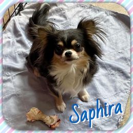 Saphira - Chihuahua