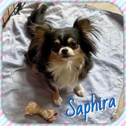Saphira - Chihuahua