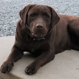 Journey - Labrador Retriever