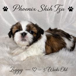 Ziggy - Gold and white male Shih Tzu puppy in Hayden, Idaho from Phoenix Shih Tzu