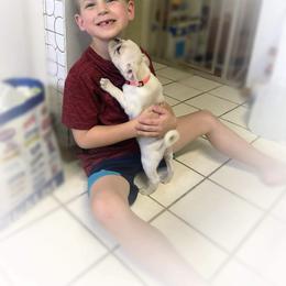 Pug Puppies from Pugs R 4 U in KY