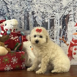 Holly - Cream female Goldendoodle puppy in Owenton, Kentucky from Elagant Acres